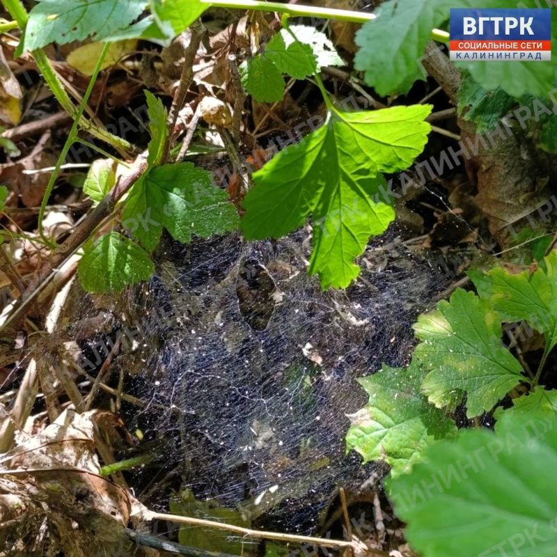 Сентябрь продолжает радовать жителей регионов удивительно теплой и солнечной погодой, даря идеальную возможность насладиться загородным отдыхом перед скорым наступлением осенних холодов Сентябрь продолжает радовать жителей регионов удивительно теплой и солнечной погодой, даря идеальную возможность насладиться загородным отдыхом перед скорым наступлением осенних холодов