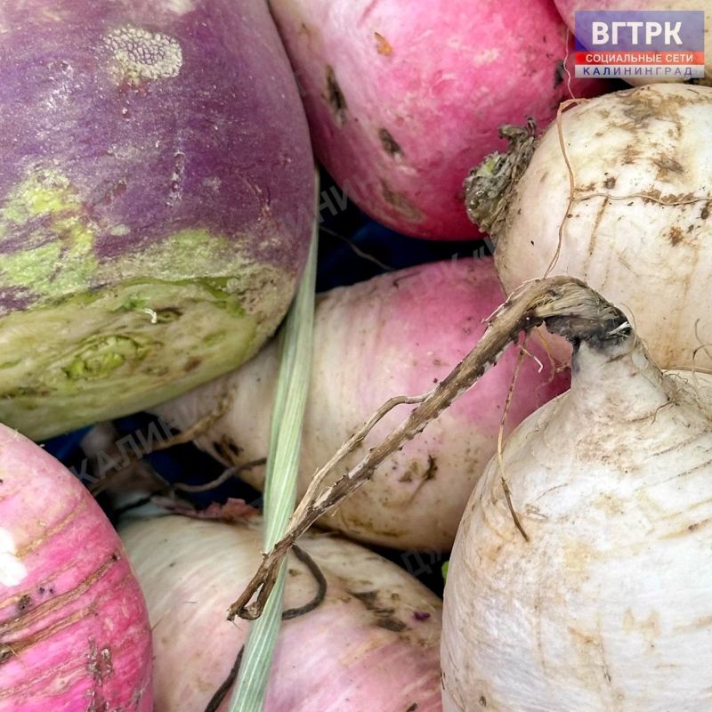 Роспотребнадзор напоминает: осенний урожай — лучший щит для иммунитета Роспотребнадзор напоминает: осенний урожай — лучший щит для иммунитета
