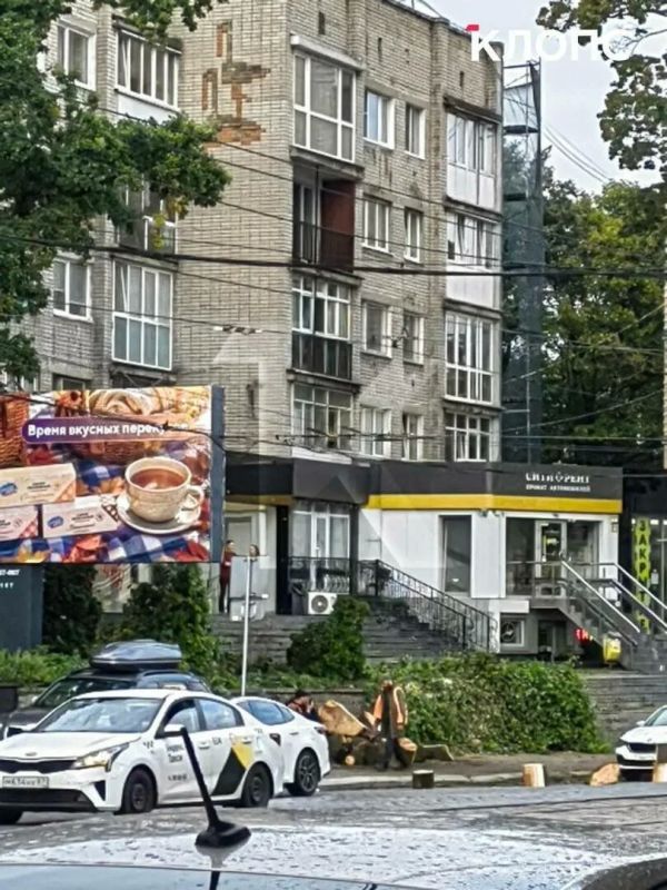 На проспекте Мира напротив «Зари» спилили огромное дерево: горожане переживают за два соседних