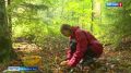 Грибной сезон в самом разгаре