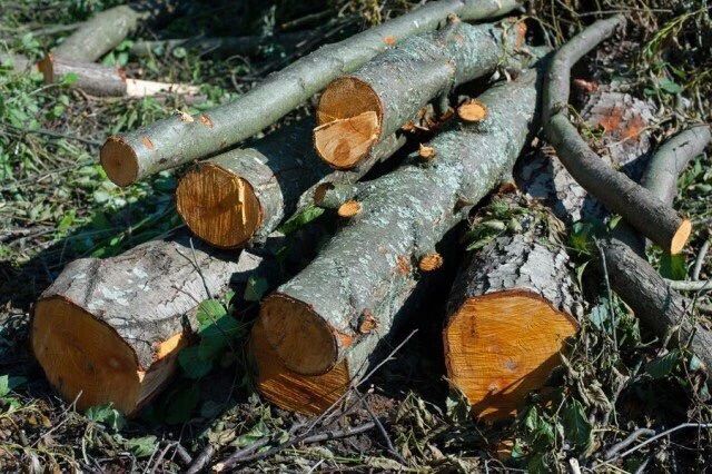 Прокуратура требует выплатить компенсацию за уничтожение и повреждение 130 растений рядом с Ялтинским прудом в Калининграде