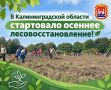 В Калининградской области стартовало осеннее лесовосстановление!