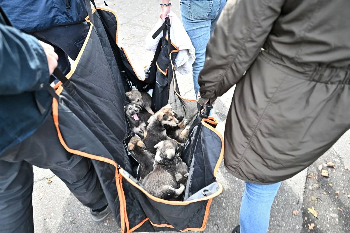 В Южном парке сегодня прошёл «Другфест» — ежегодный фестиваль, который помогает бездомным животным найти новый дом В Южном парке сегодня прошёл «Другфест» — ежегодный фестиваль, который помогает бездомным животным найти новый дом