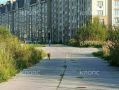 В центре Зеленоградска заметили бесстрашную лису