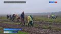 Более трёх тысяч саженцев высадили в Калининградской области в рамках первого этапа акции «Сохраним лес»