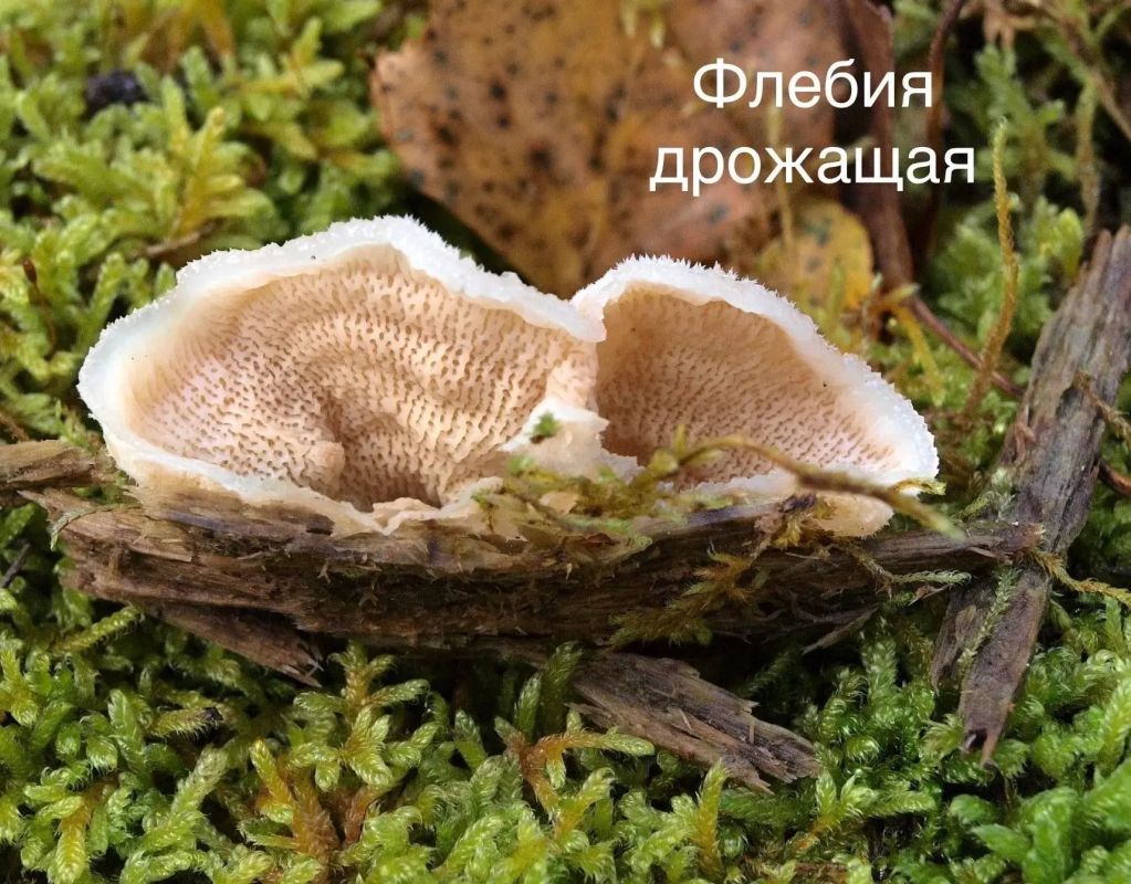 На Виштынецкой возвышенности задержалось бабье лето На Виштынецкой возвышенности задержалось бабье лето