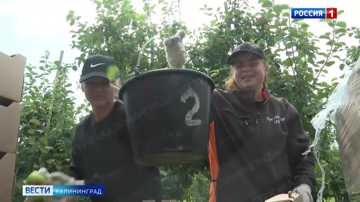 В регионе вырастили на 40% больше фруктов и ягод