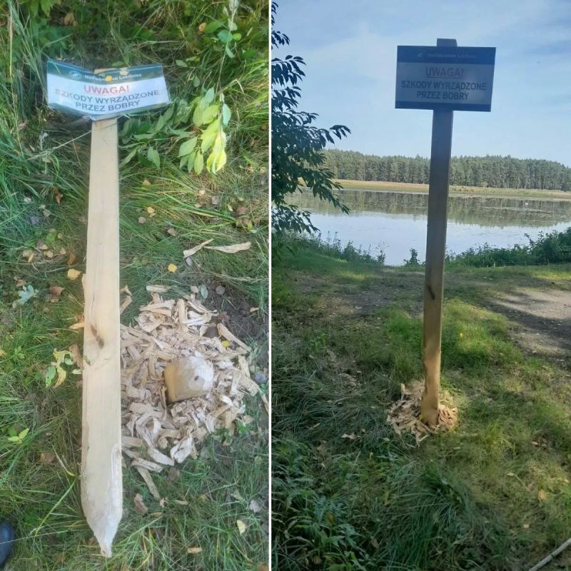 В Польше бобры решили убрать лишнюю огласку
