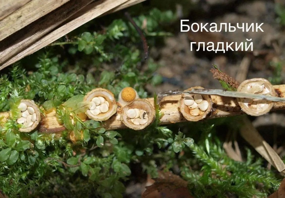 В Виштынецком нацпарке заметили гриб, который «стреляет» спорами после дождя