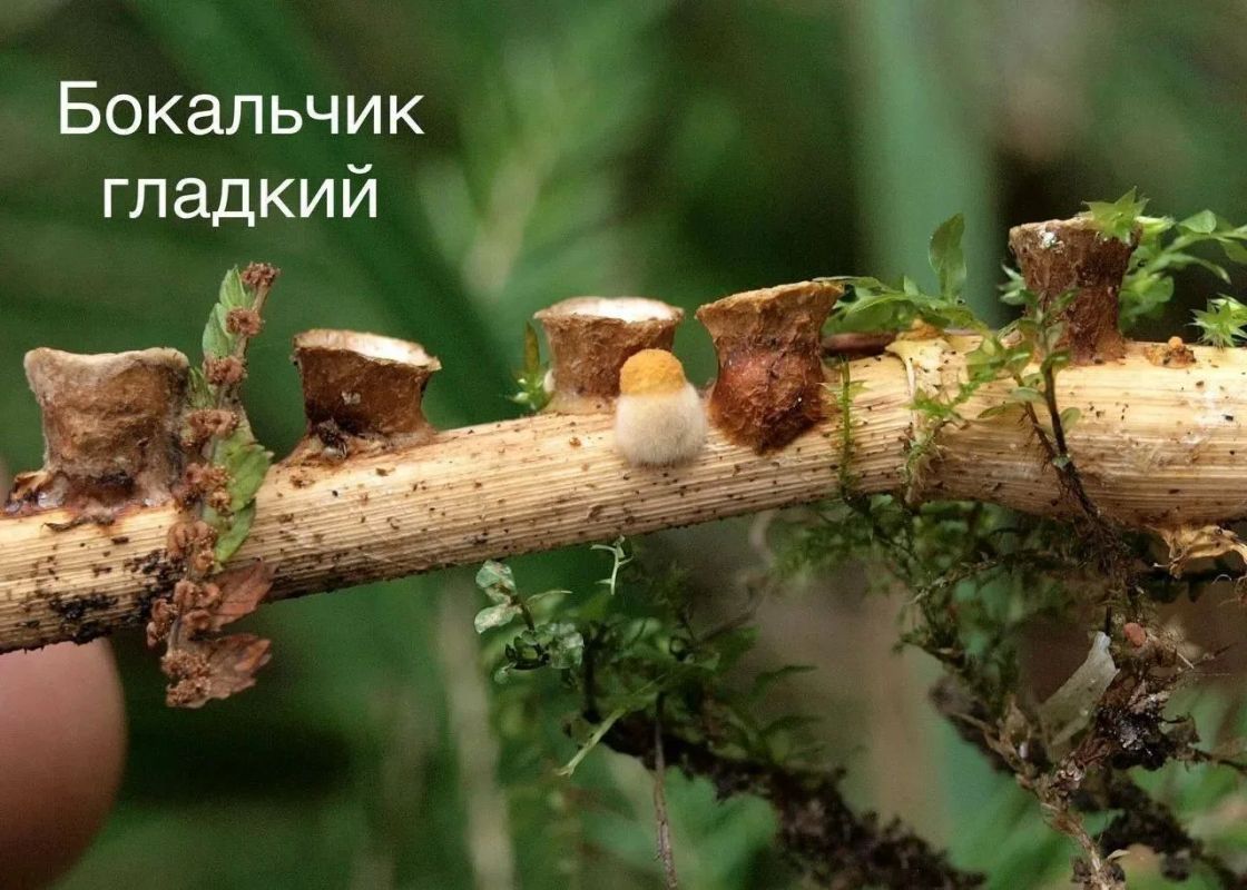 В Виштынецком нацпарке заметили гриб, который «стреляет» спорами после дождя В Виштынецком нацпарке заметили гриб, который «стреляет» спорами после дождя