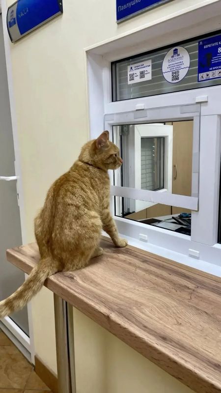 Кажется, этот кот проверяет платёжку за воду!