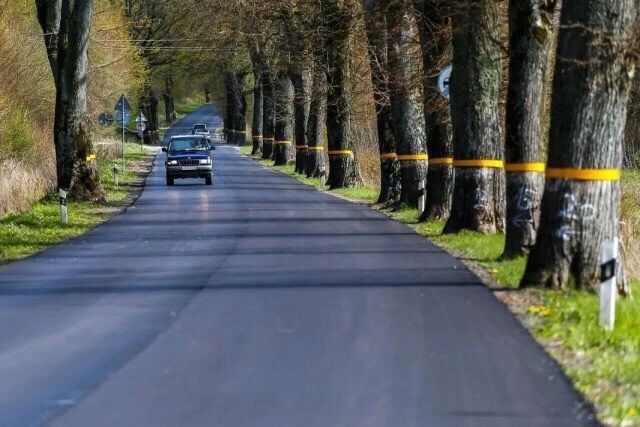 В Зеленоградском округе разрешили спилить 83 придорожных дерева