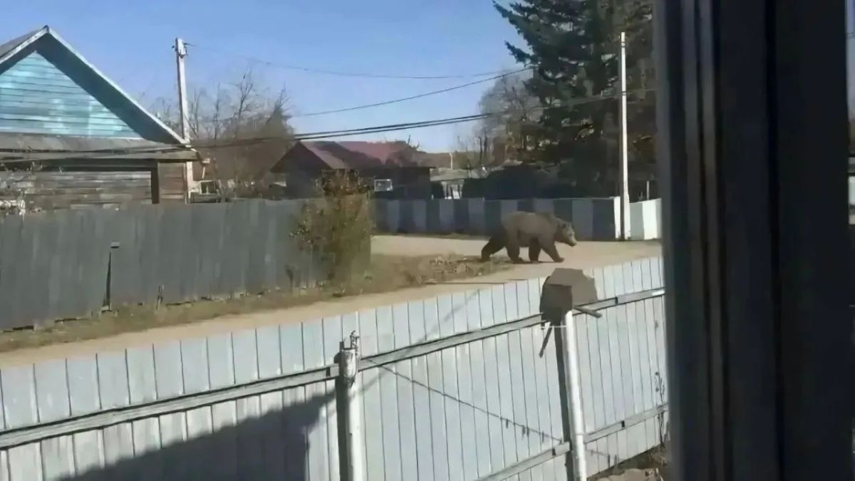 Хотела разыграть подругу — получила штраф: женщину наказали за ИИ-фото с медведем