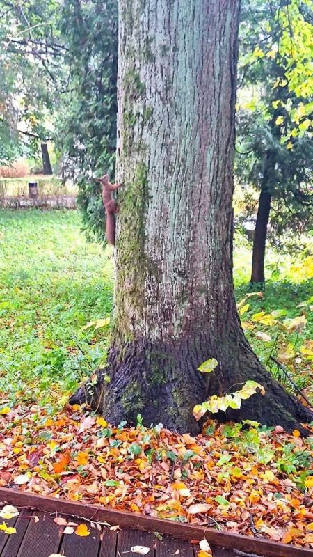 В Калининградском зоопарке появились новые «дикие» соседи: на территорию самостоятельно переселились белки В Калининградском зоопарке появились новые «дикие» соседи: на территорию самостоятельно переселились белки