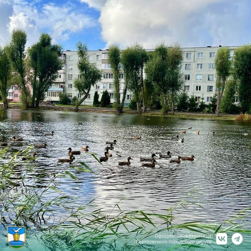 В Светлом завершается благоустройство пруда на улице Парковой В Светлом завершается благоустройство пруда на улице Парковой