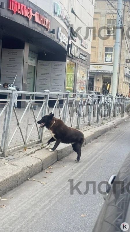 Под Калининградом ищут Мишку: по словам очевидцев, подростки затащили пса в «Ласточку» и увезли