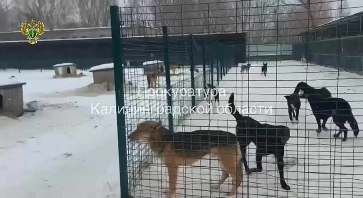 В Калининградской области через суд заставили обустроить приют для животных