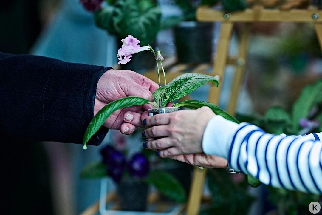 В культурном квартале «Понарт» открылся фестиваль комнатных растений «Зелёный Кёнигсберг» В культурном квартале «Понарт» открылся фестиваль комнатных растений «Зелёный Кёнигсберг»