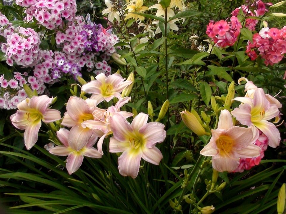 Как создать клумбу, которая цветет весь сезон: секреты и советы