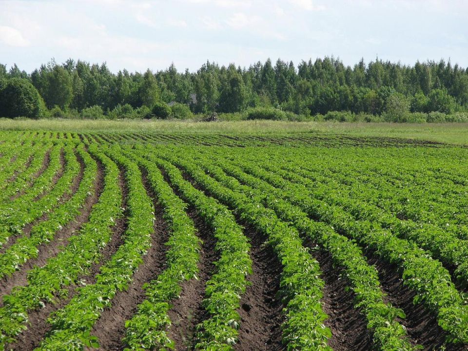 Секреты для успешного урожая: как правильно подкармливать картофель