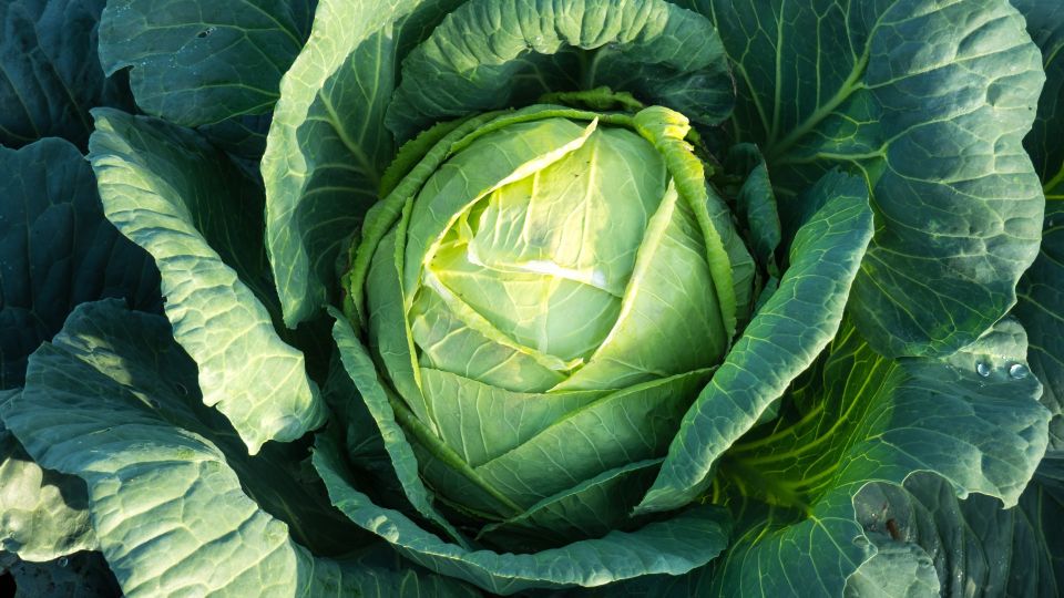 Опрыскайте листья капусты этим раствором: тугие и пышные кочаны обеспечены