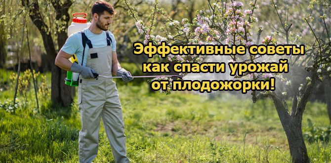 Как эффективно защитить свои яблони от плодожорки