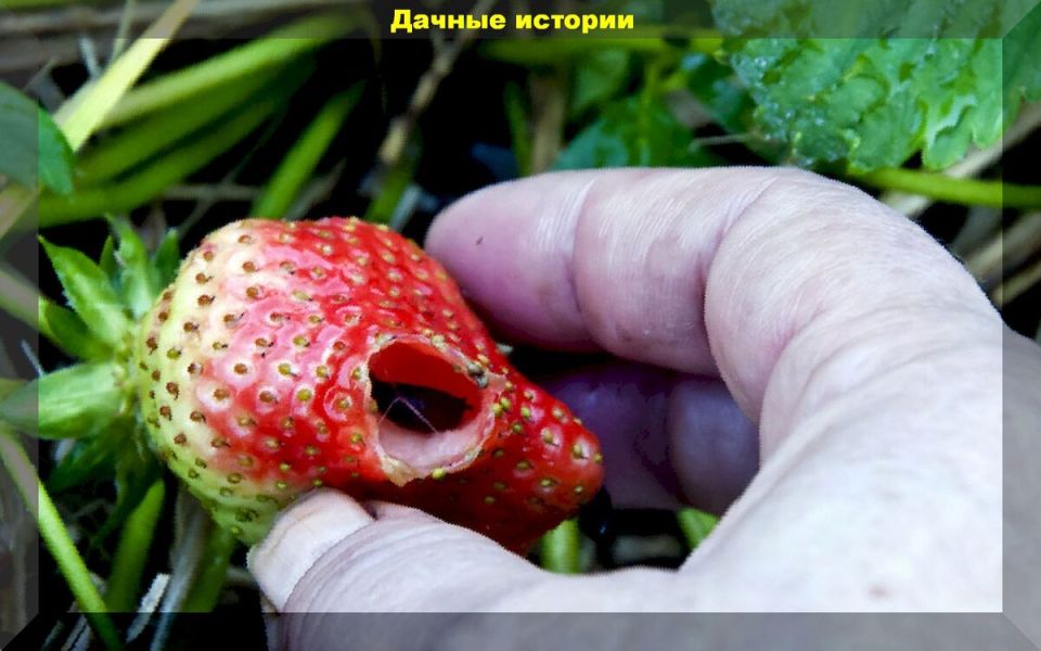 Эффективные методы борьбы со слизнями: спасение для вашего сада этой осенью