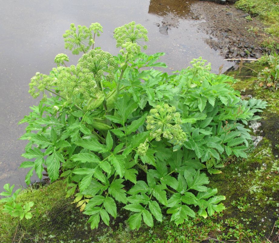 Смертельно опасные зонтики: как дягиль и цикута могут сыграть с вами злую шутку