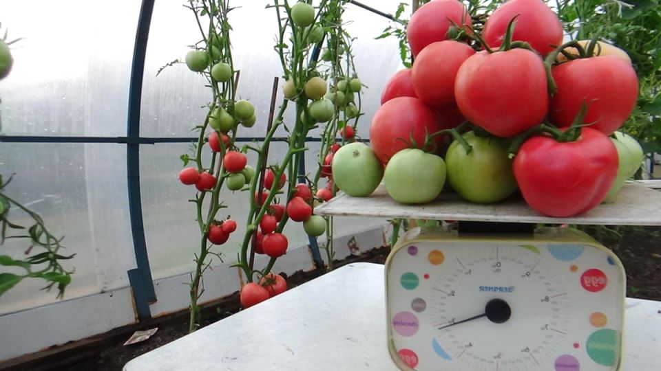 Встречайте лучшие томаты 2025 года