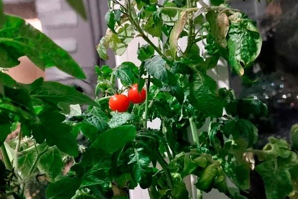 Томаты Розе: секреты успешного выращивания и незабываемого вкуса