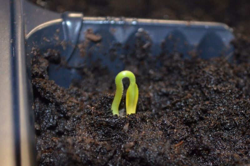 Ошибки при выращивании рассады перца: советы по успешному посеву