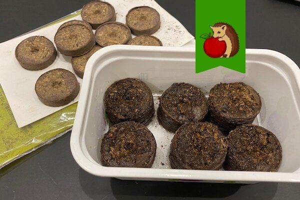 5 секретов успешного использования торфяных таблеток для крепкой рассады