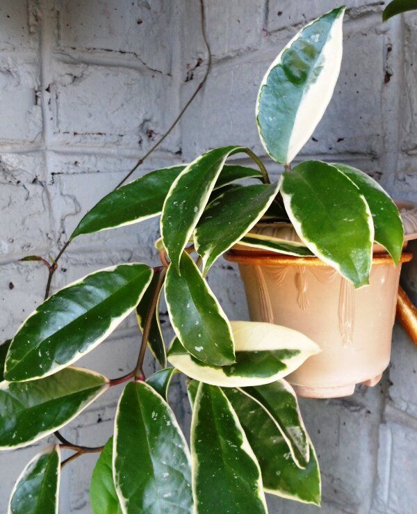 ������� ��������� �������� ����