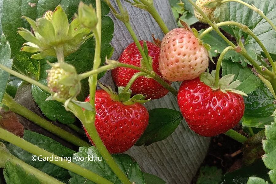 ������� ��������� ����������� ��������: ��� ����������� ������ ��� ������ ����