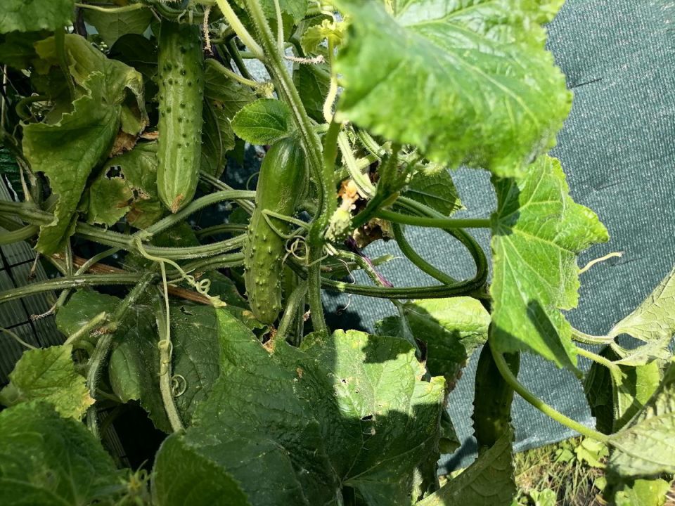 ��������� ����� ������: ����� ����� �������� �������, � ����� ������������