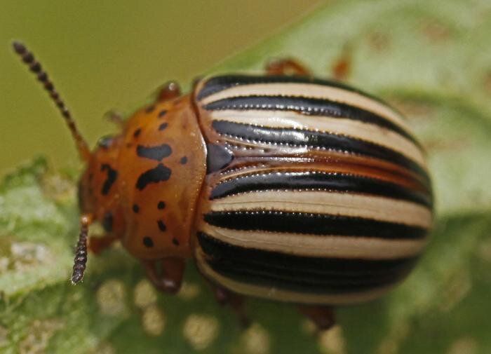 ����������� ������ ������ � ����������� �����