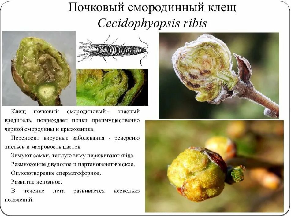 ��� �������� ��������� �� ��������� �����: ����������� ������ �� ��������