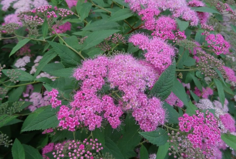 ��� ��������� �������� ������ � ���� ��� ���������������� ��������