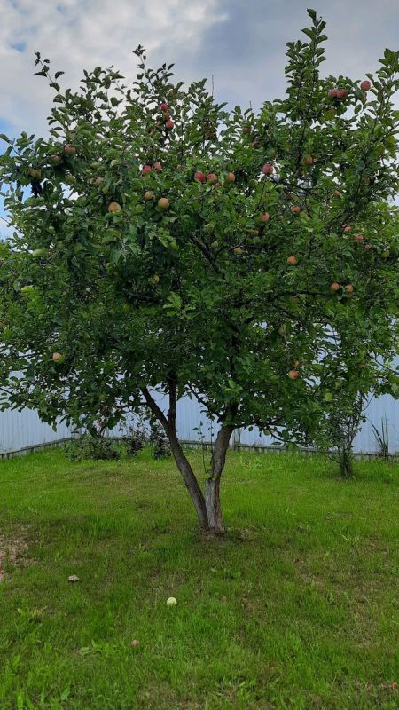 ��� ��������� ������� ����� ��� ������: ������ ������������