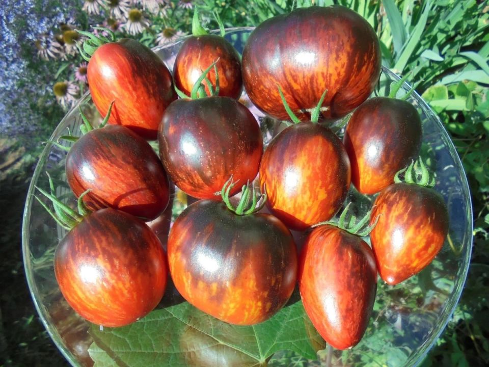 Томатные звезды 2026 года: устойчивые сорта для урожая без лишних забот