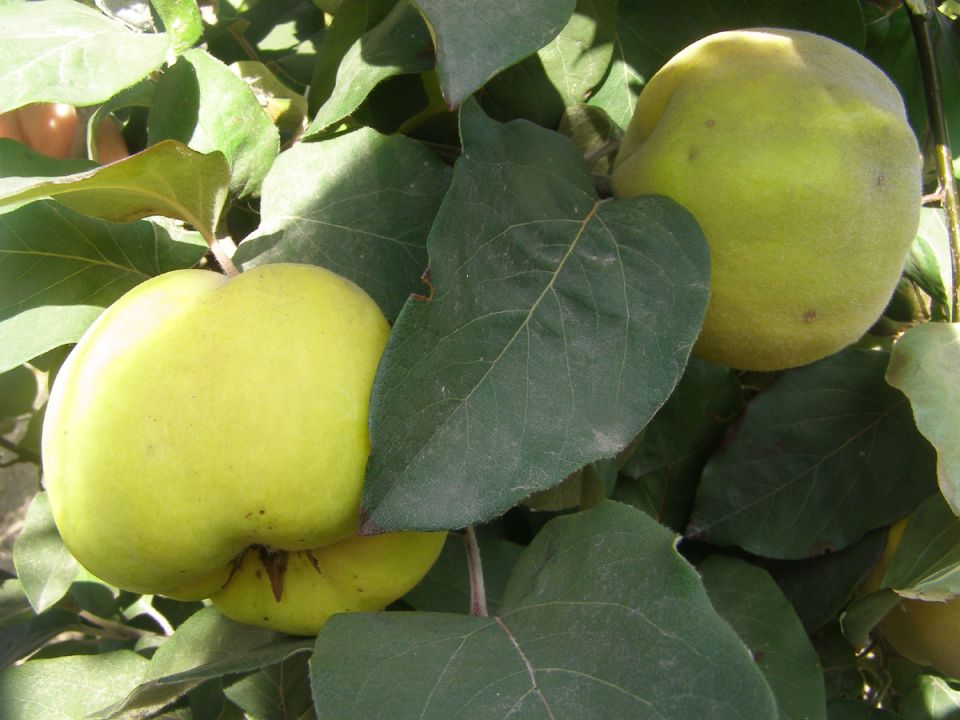 �������� ������ ������������: ������������ ������� �� ���� ��� ������ �������