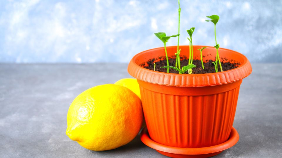 ����� ������ �� ������ ������: ��������� ��� ���� ����� ������� ����