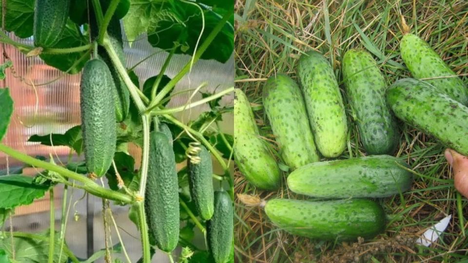 ������ �������: ������� ����������������� �������