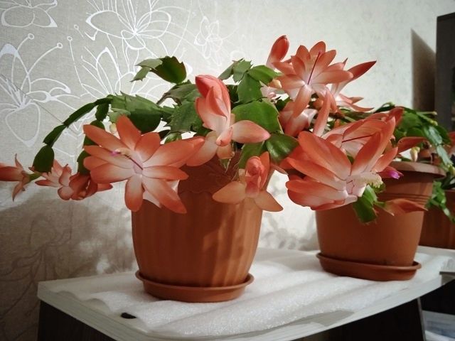 ��� �������� ������ �������� ����������: ������� ����� �� ������ ��������