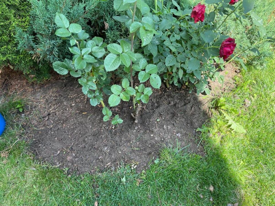 ������������ ������: ���������� ������ ������ ������