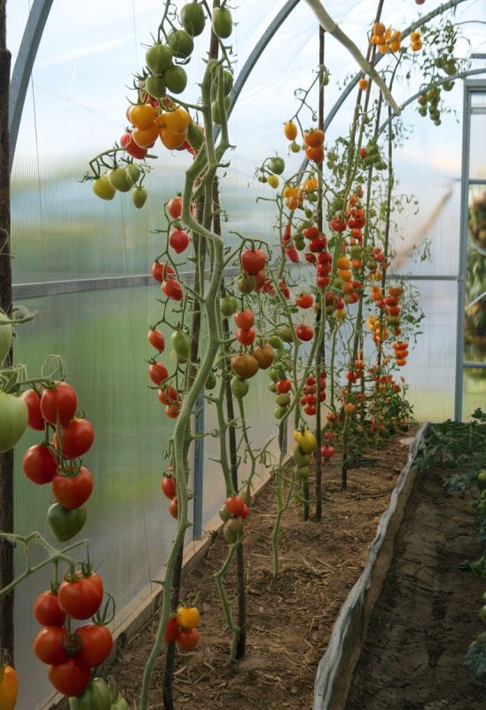 ����� �������� ������� �������: ��� �� ��������� ������