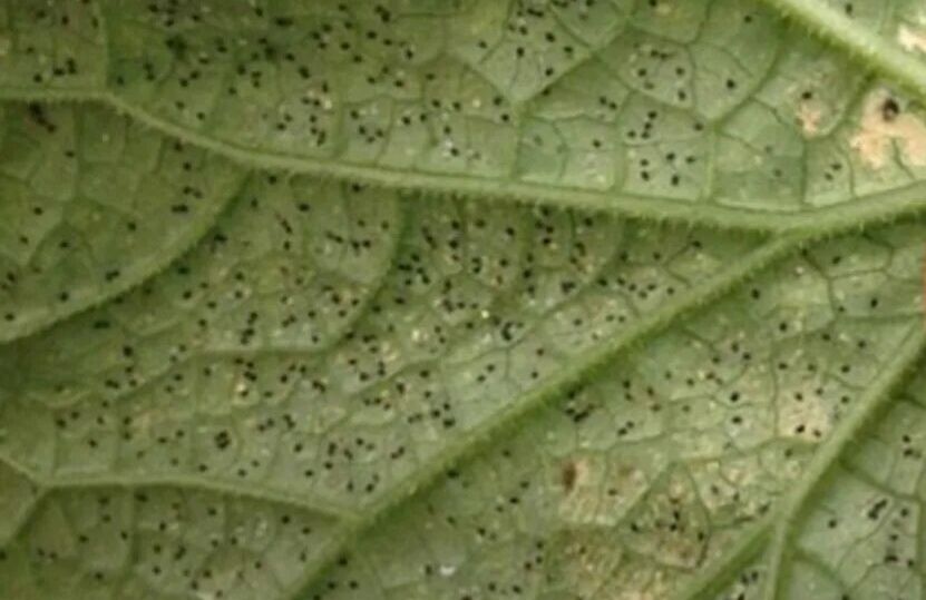 ����������� ����� �������� ��������: ��� ��������� ���� ��������� ������� ������