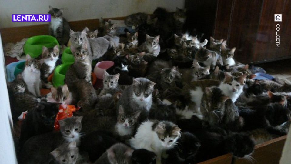 В России предложили ограничить количество домашних животных в квартирах