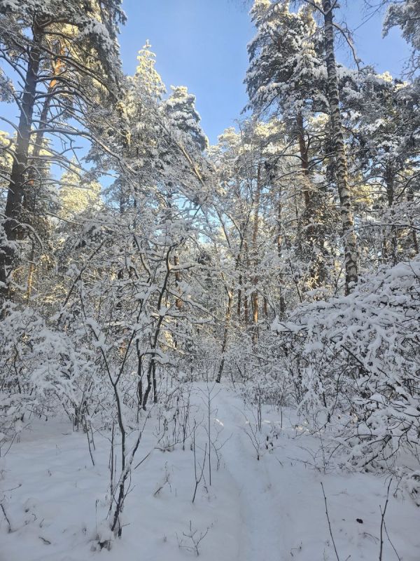 Терапия на свежем воздухе: обнимите дерево и почувствуйте энергию природы