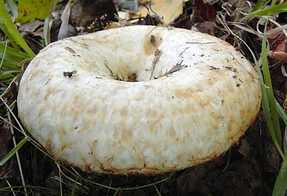 Всё о грузде настоящем